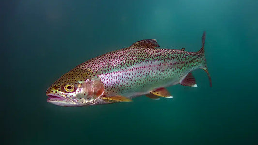 Rainbow Trout Fish (Winter)